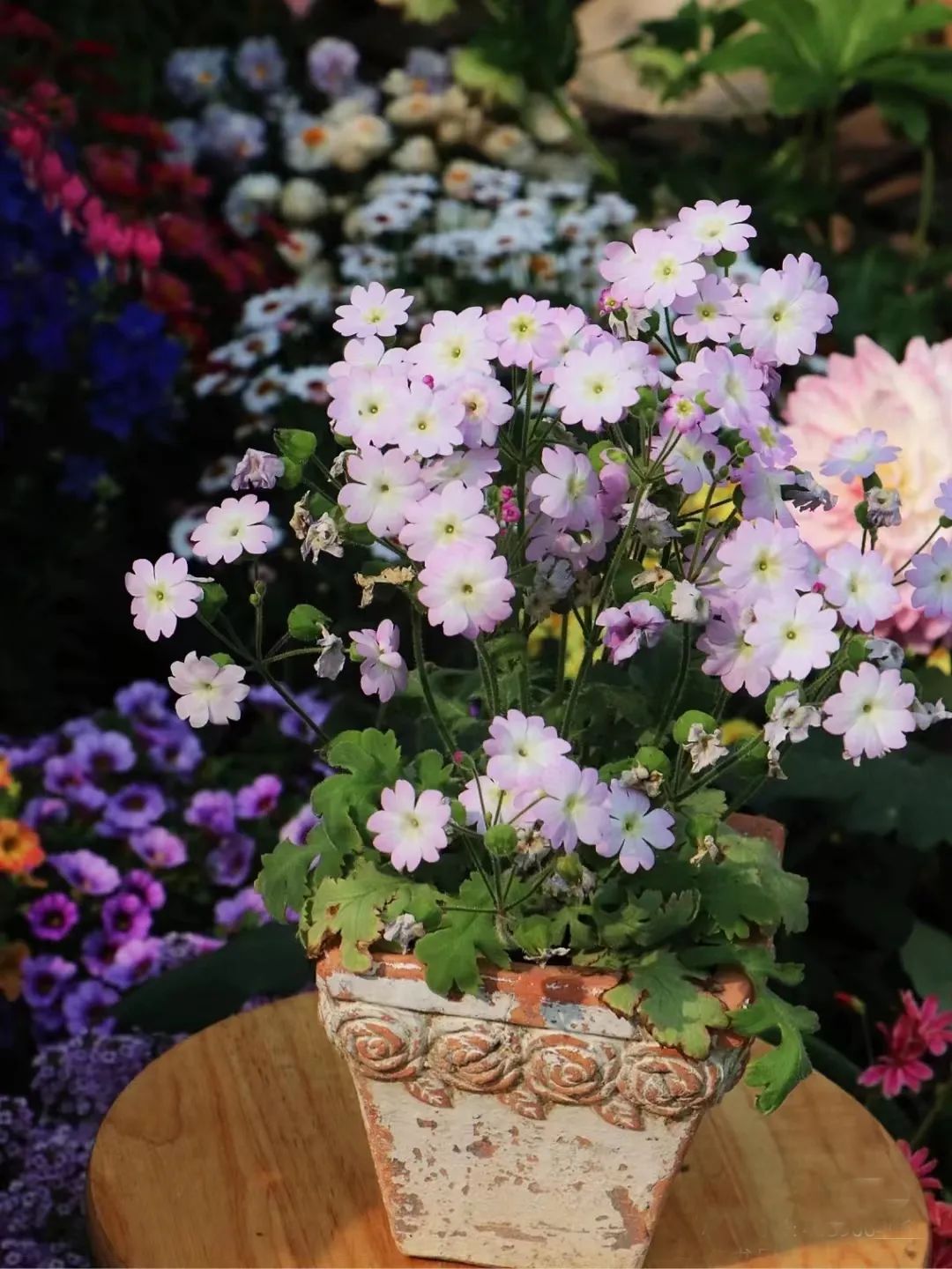 适合在路边种的野花,那些路边不起眼的花儿