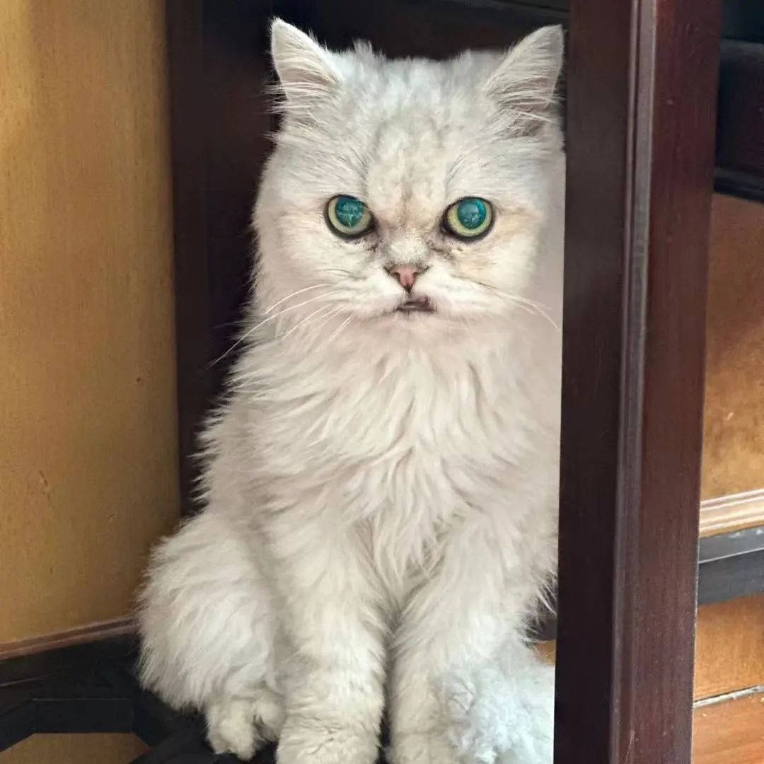 「宠物领养FreeAdopt」萌宠新生大聚会~哪位宝贝是你的最爱？