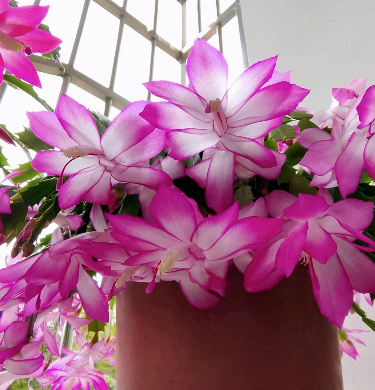 室内养什么花晚上释放氧气,房间养什么花好睡眠