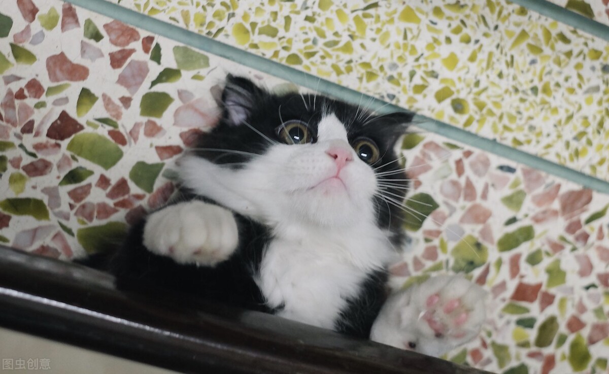 猫尾巴受伤了有什么表现,猫尾巴受伤肌肉黑紫