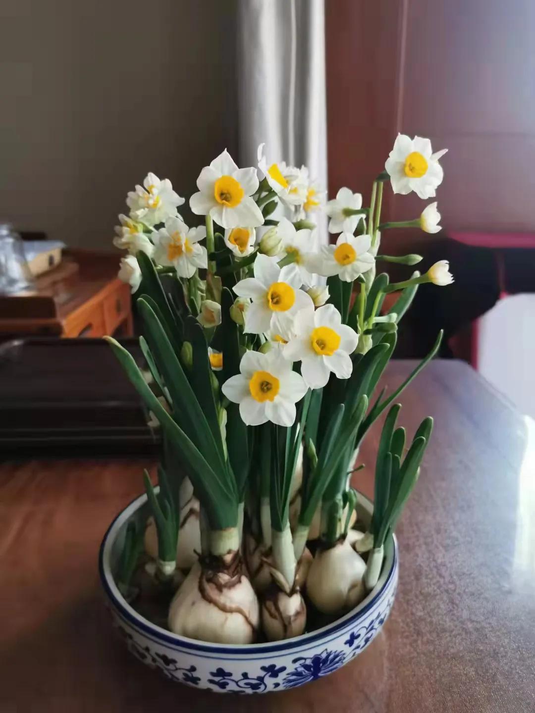 水仙花开迎春节,水仙花开财满福来