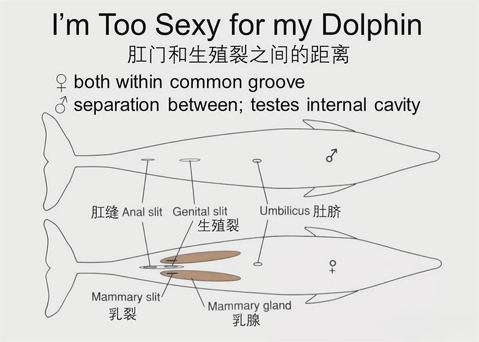 海豚繁殖能力如何,海豚怎样进行繁衍