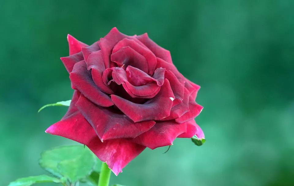 520适合发朋友圈的配图爱情,入目无别人四下皆是你英语