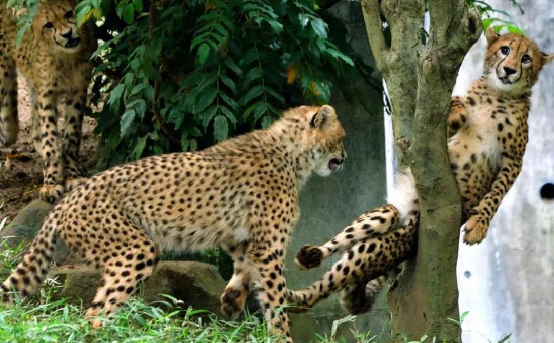 别人家的猫是液体还是固体,猫都是水做的