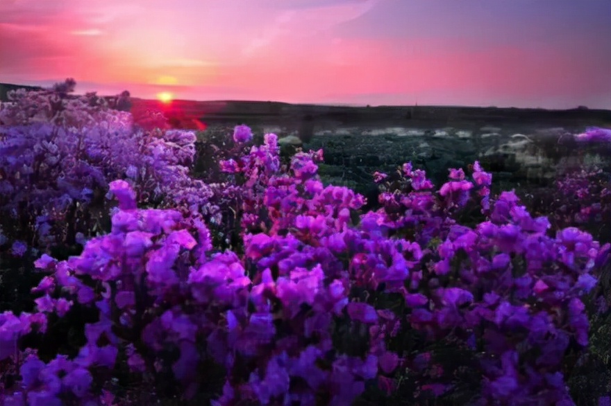 卜算子咏梅诗意翻译,卜算子咏梅读音