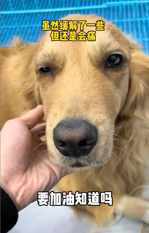 网红金毛coco到底是得了什么病,金毛coco离世原视频