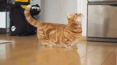 养猫首选这几种猫便宜好养,养猫推荐什么猫不会掉毛