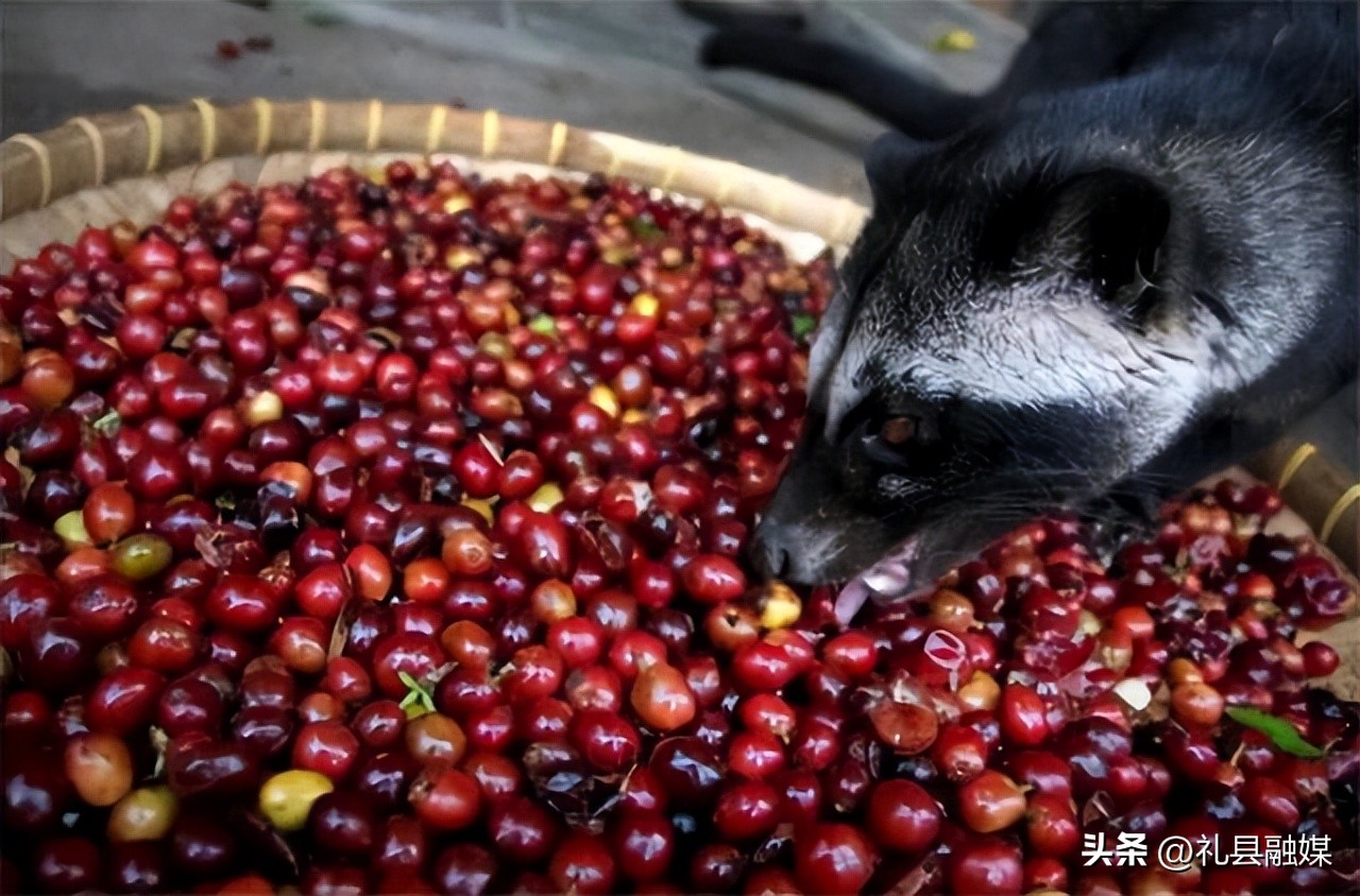 猫屎咖啡100克多少钱一瓶,咖啡真的是用猫屎做的吗