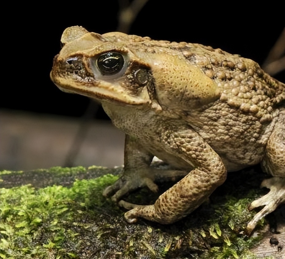 养殖中华大蟾蜍需要什么手续,蟾蜍的人工养殖成功了吗