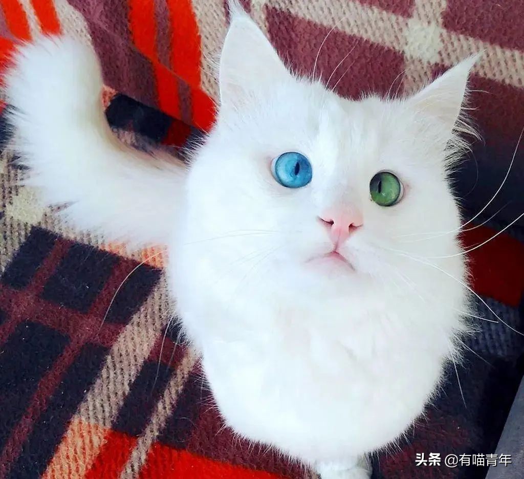 流泪猫猫头原图,最近猫猫头为什么这么火