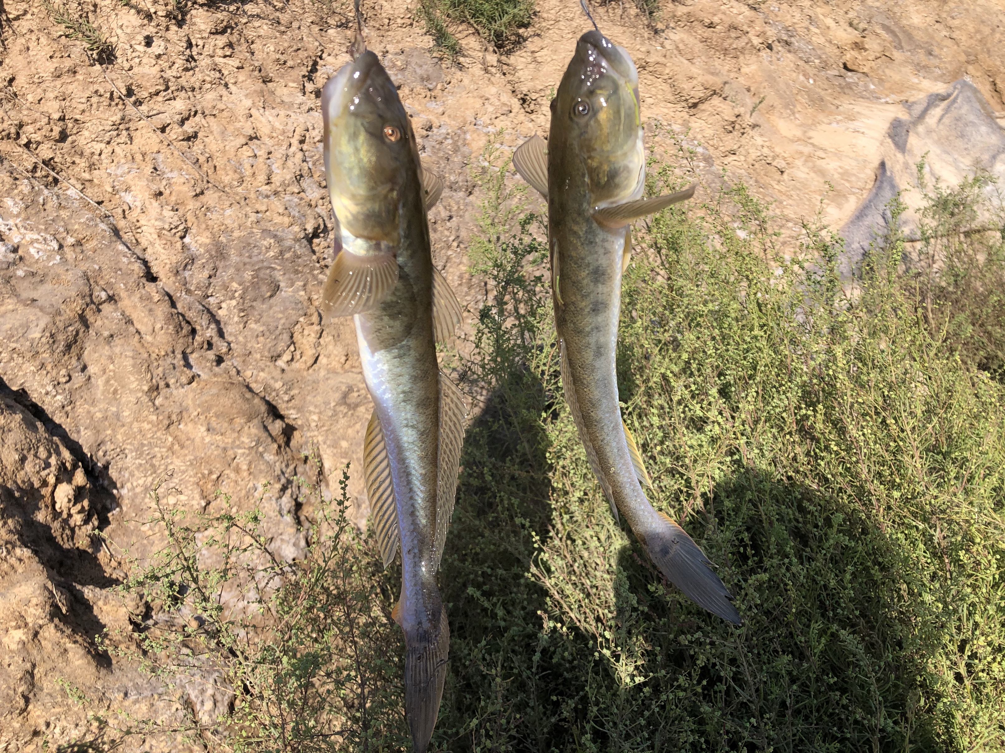 东北楞巴鱼怎么钓,楞巴鱼几月可以钓