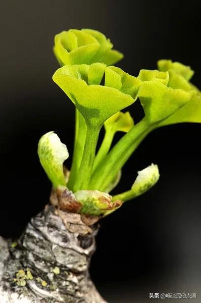 做天难做二月天民谣原文,做天难做二月天的理解