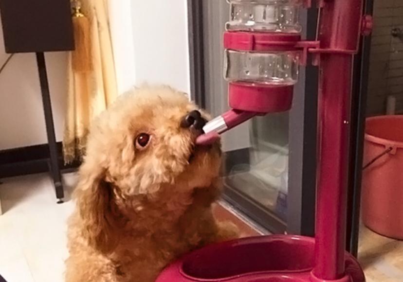 泰迪眼睛红红的睁不开怎么回事,泰迪眼睛红肿睁不开怎么办