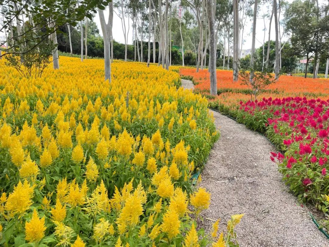 2019年厦门秋游,厦门高中秋游