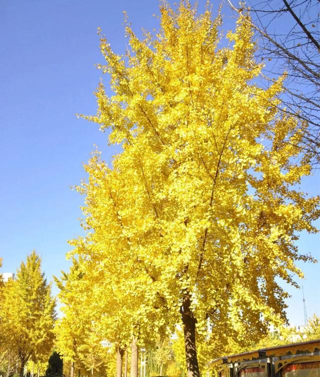 贵州的市花是什么,贵州省各个州的州府