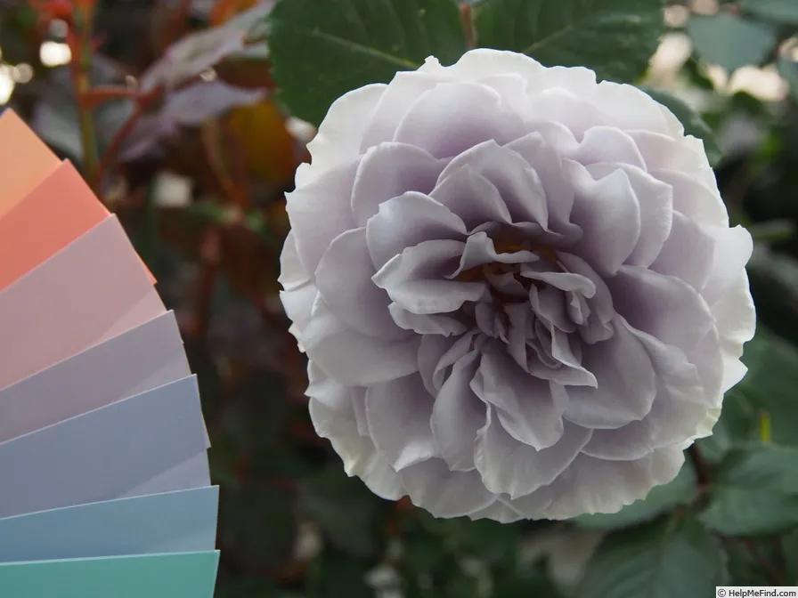 蓝色梦想树月季,蓝色梦想与什么蓝月季一样