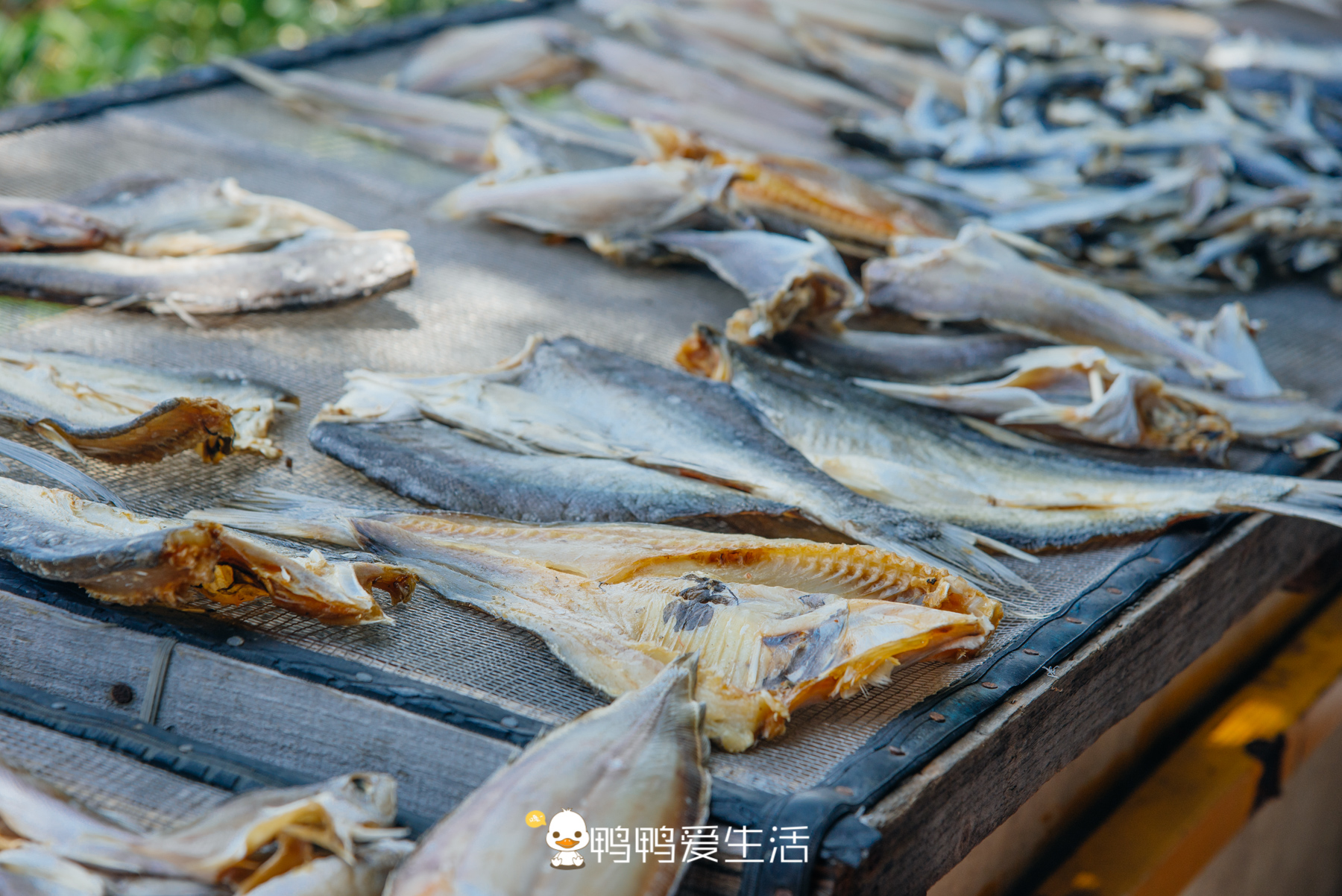 南沙十九涌渔人码头路边海鲜,广州十九涌海鲜码头