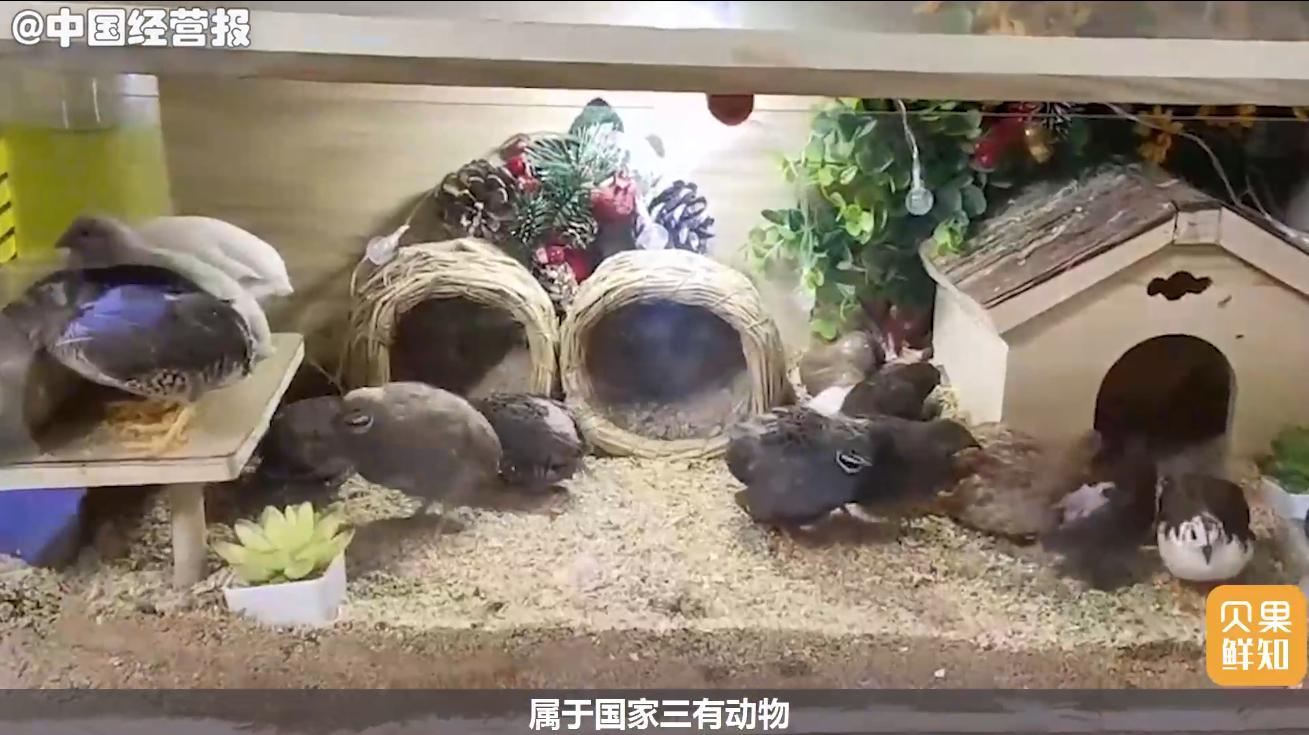 韭菜种植神器,种菜神器韭菜