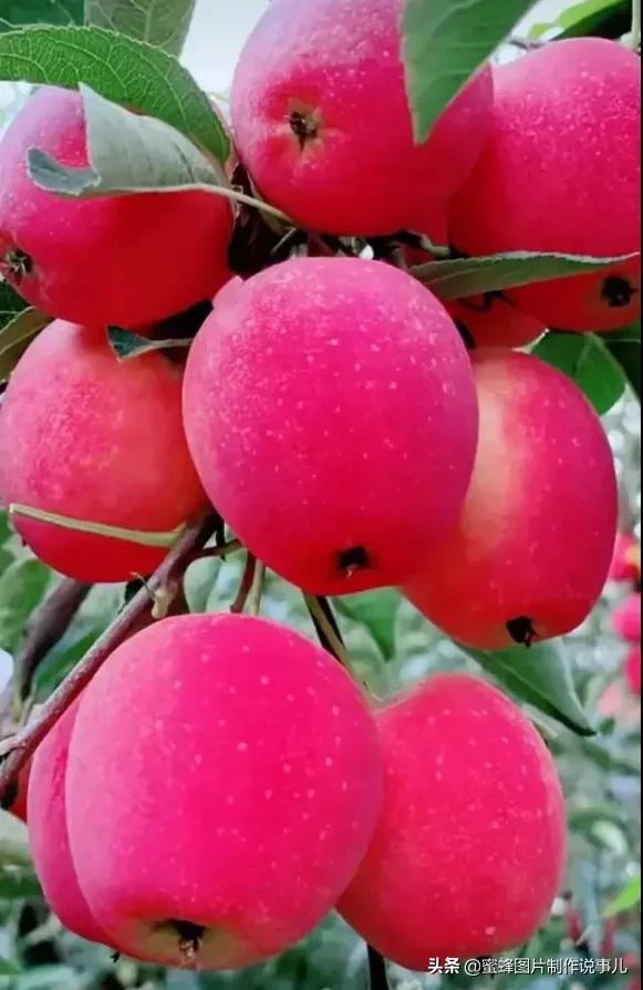 壁纸图片水果清新,丰收的水果高清图片壁纸