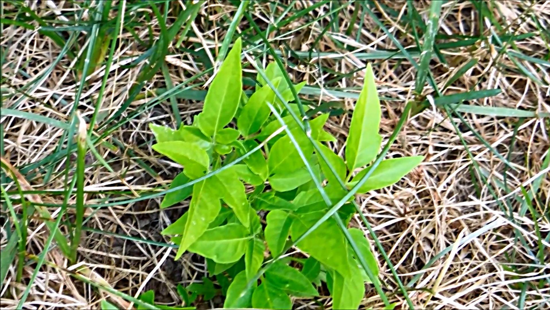臭椿在美国泛滥成灾,臭椿树在国外泛滥成灾