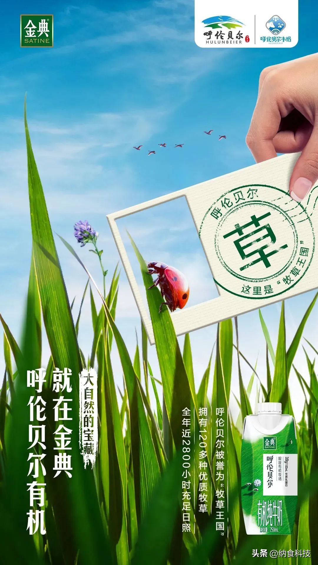 金典限定呼伦贝尔有机纯牛奶卖点,金典有机呼伦贝尔牛奶卖点