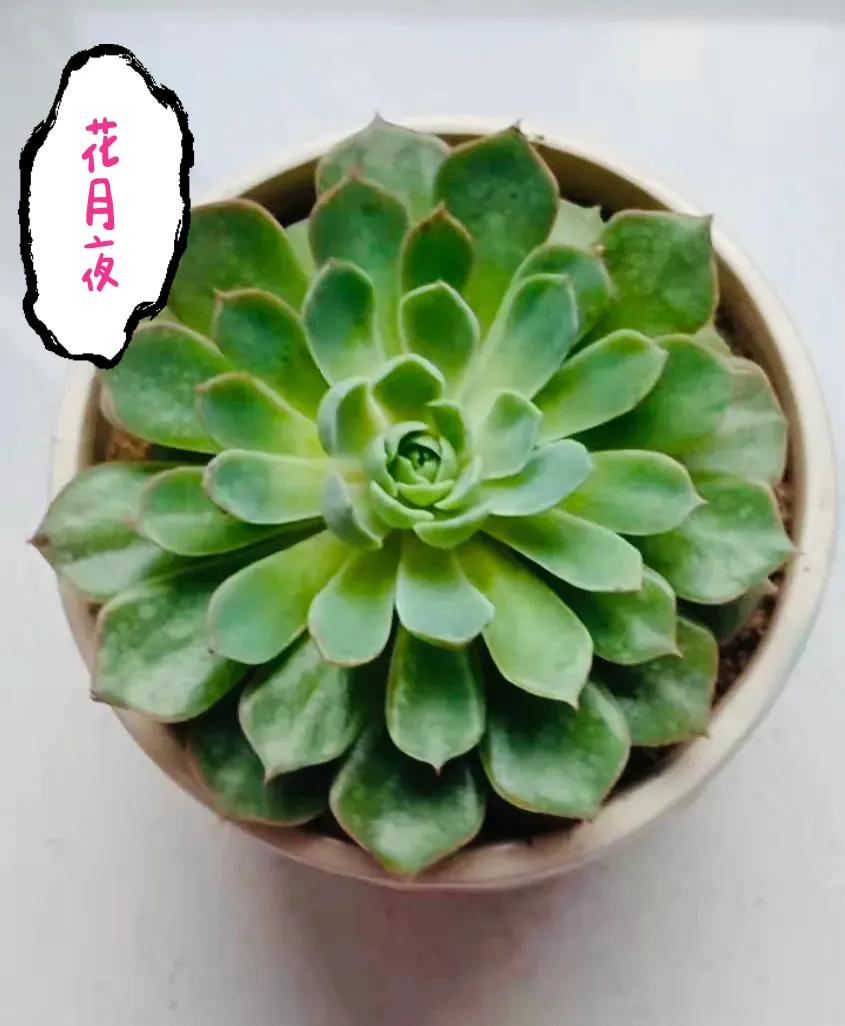 人见人爱花见花开车见车爆胎,人见人爱花见花开台词