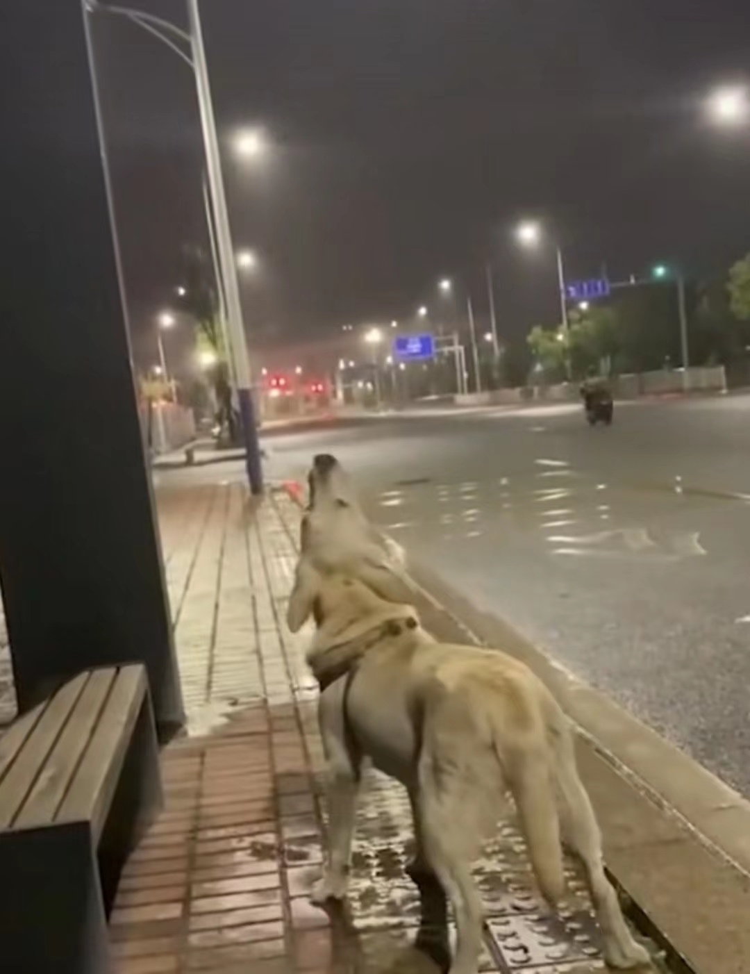 流浪狗喝了路边的水,流浪狗仰头喝水后续