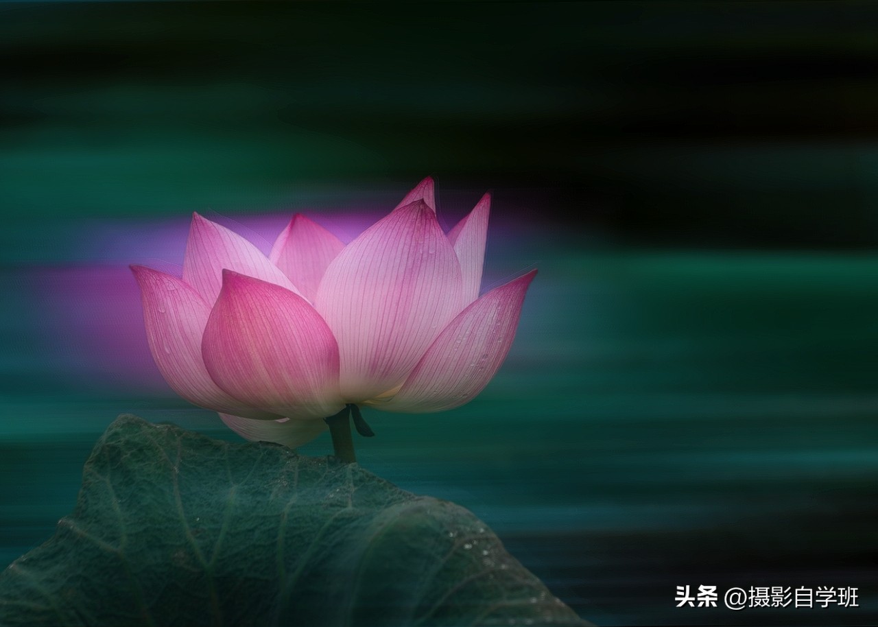 如何拍摄荷花多重曝光相片,如何拍好荷花逆光照片