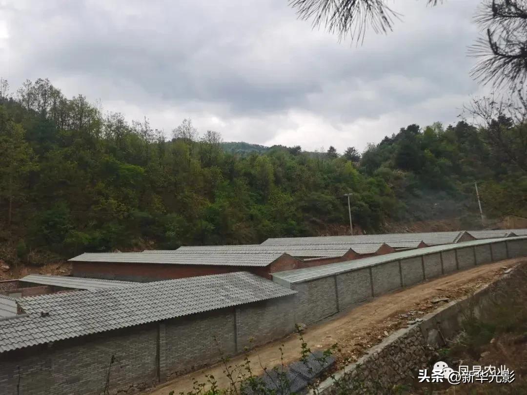 发展林麝养殖激活致富密码,林麝养殖最新技术