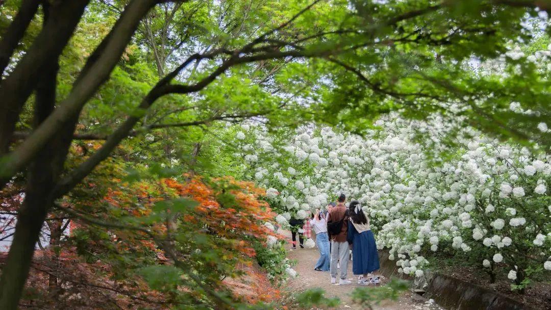 赏花黄花风铃木成都,成都绣球花打卡地