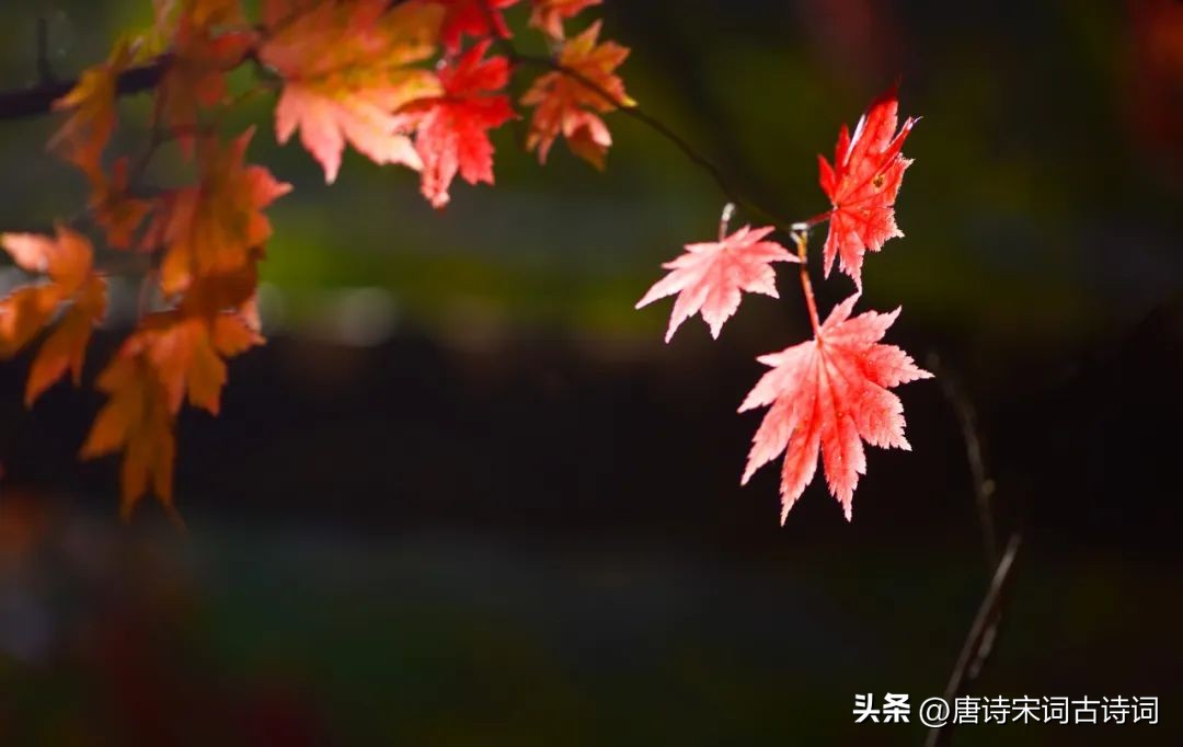 晚秋不晚浅冬不迟的含义,晚秋不晚抖音