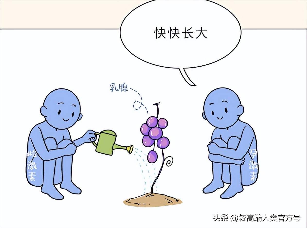 孕期胸时软时硬怎么回事,有的胸软有的胸硬