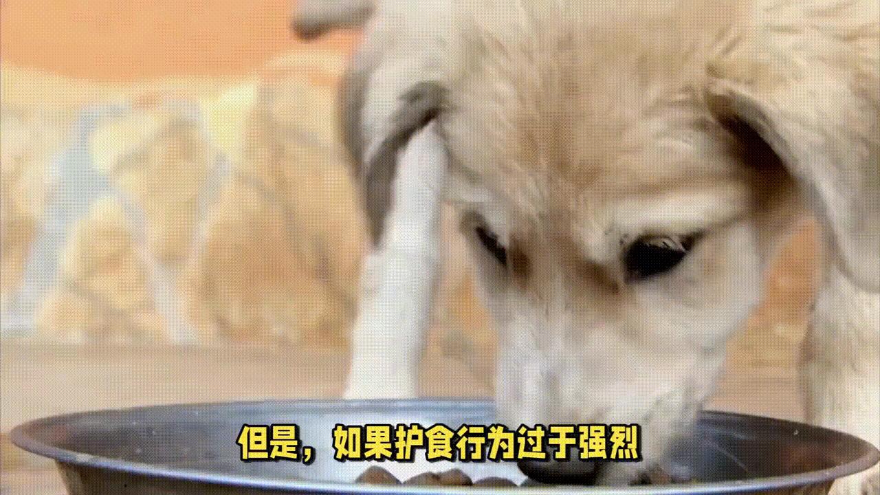 幼犬狗护食怎么纠正全过程,狗狗护食如何纠正训练视频
