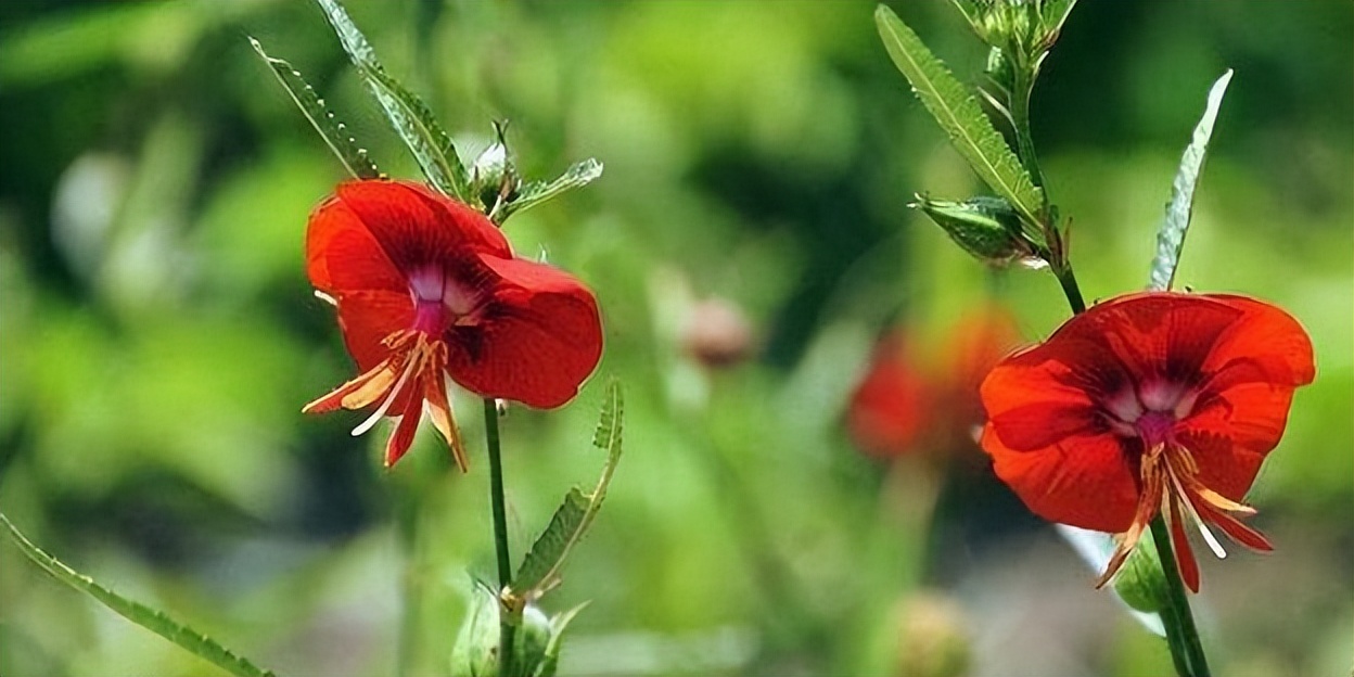 夜落金钱昼自开,夜落金钱昼自开意思