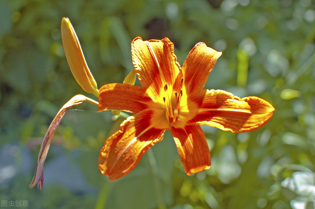 52岁单身女人的生活,52岁独居女人的生活