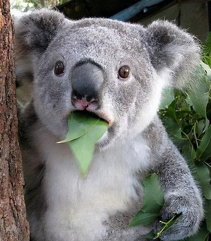 “澳大利亚”现状，带你看看一个真实的澳大利亚