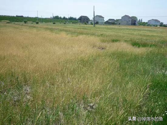 到今天才知道，全世界只有中国人全民住楼房，其他大都是一户建