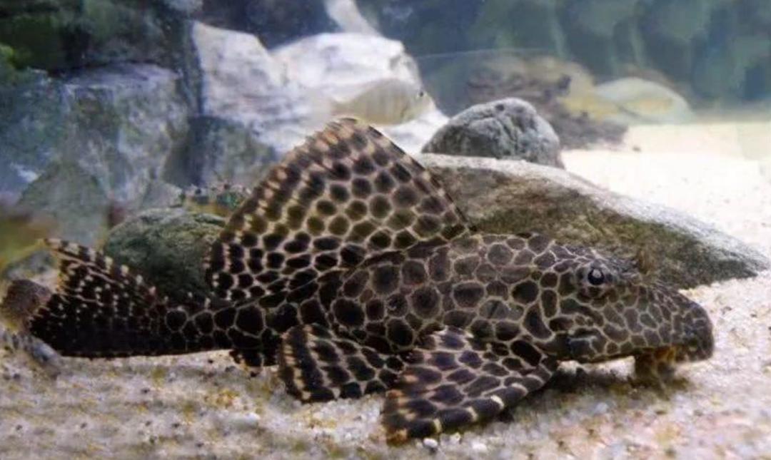 野外清道夫怎么才能消灭,清道夫泛滥成灾怎么处理