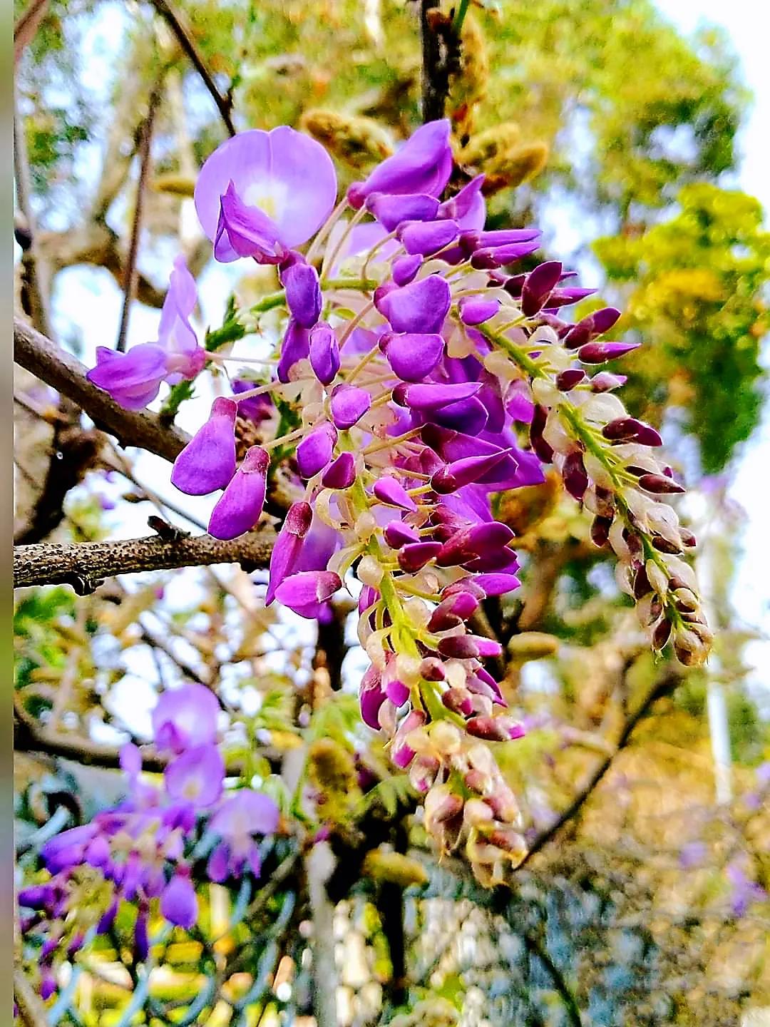 欣赏五颜六色的鲜花,五颜六色的鲜花太漂亮