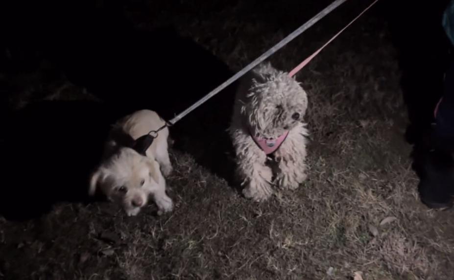 流浪小比熊到宠物店剪毛,在公园给比熊剪毛视频