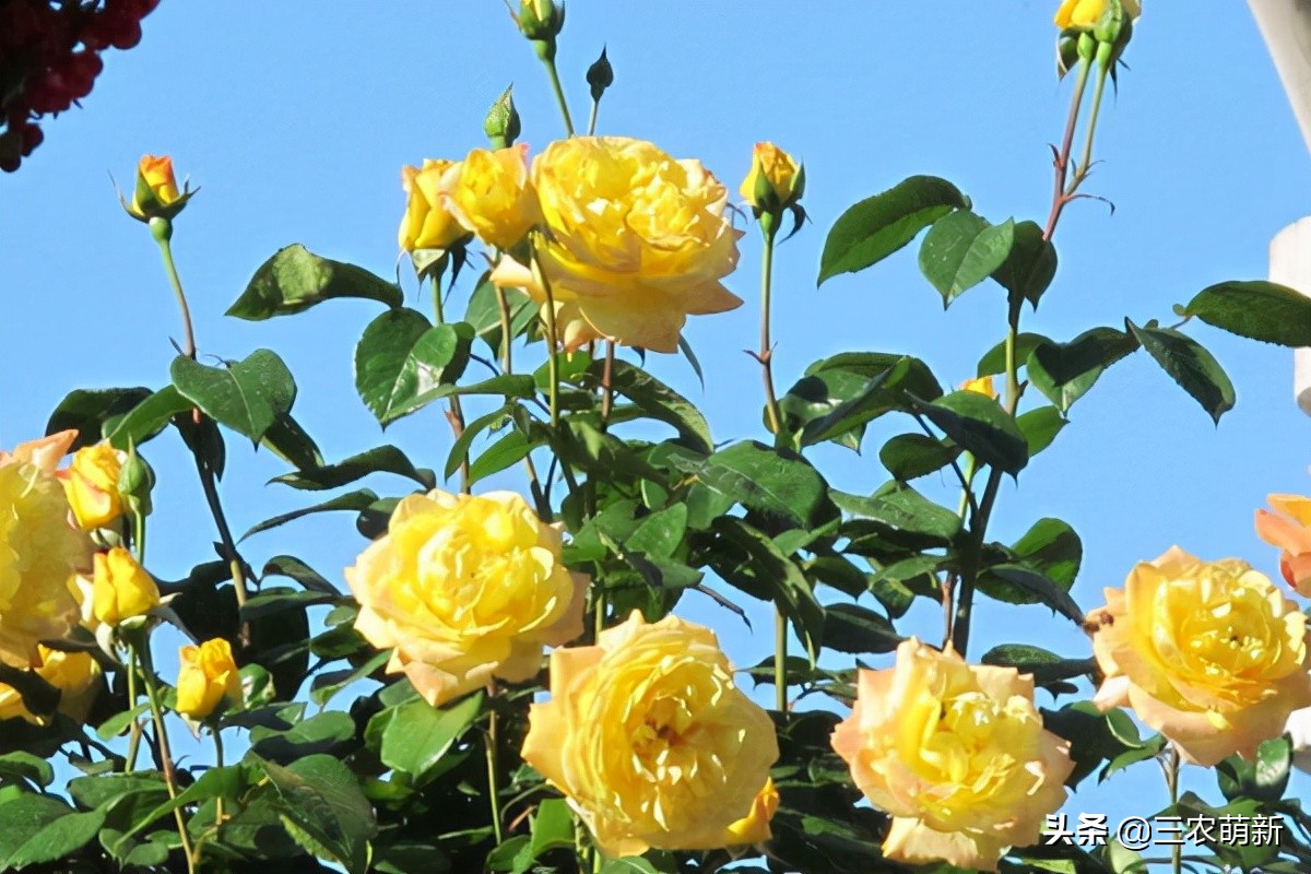 20种月季花图片大全,介绍月季花方法