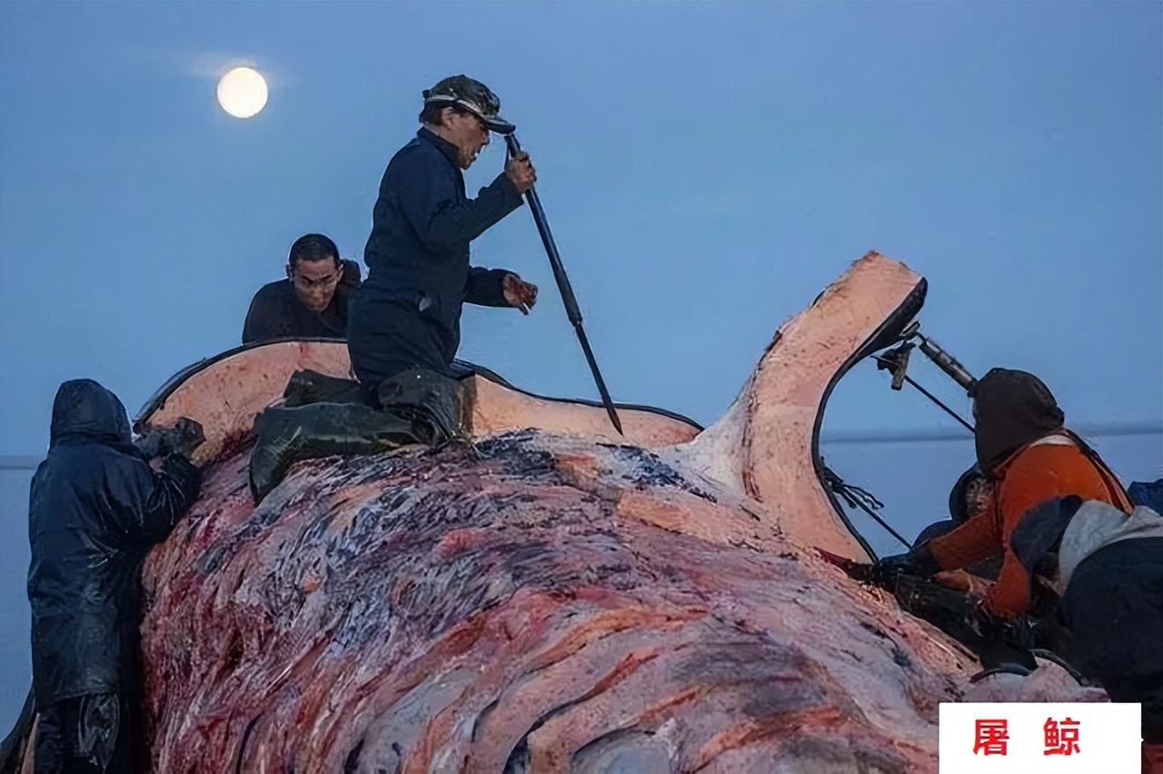 100年跌宕起伏的视频,100年的历史记录让人唏嘘