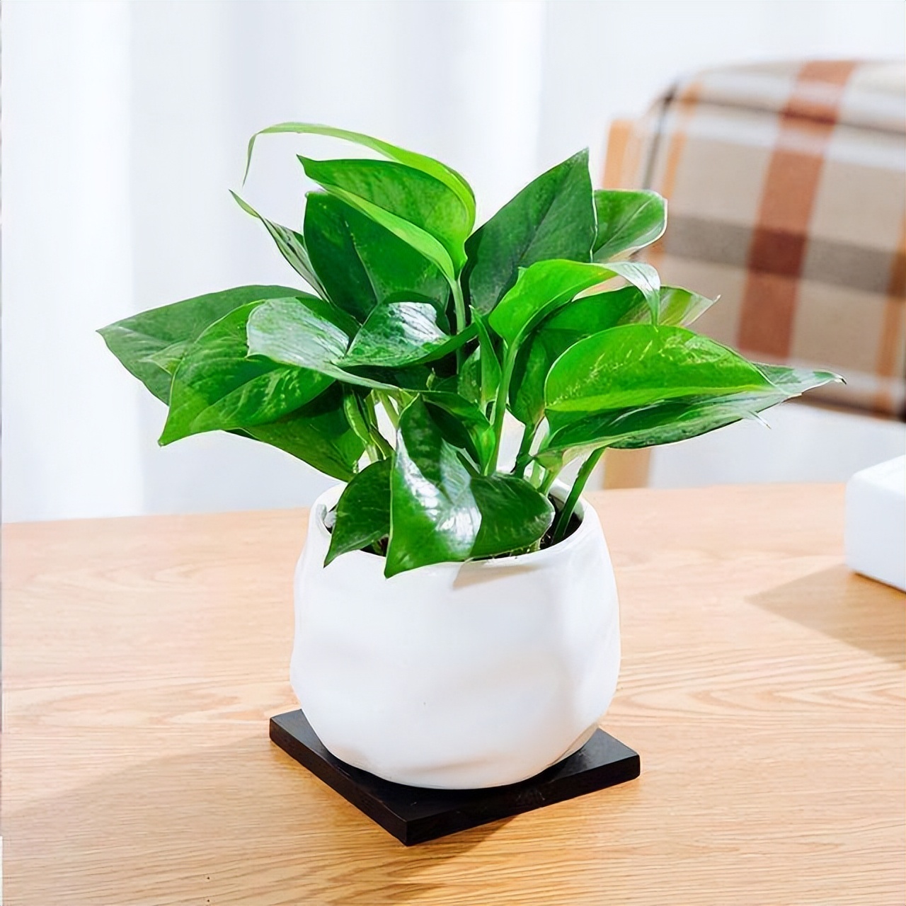 家养绿萝黄叶子了怎么挽救,家里养的绿萝老是有黄叶怎样补救