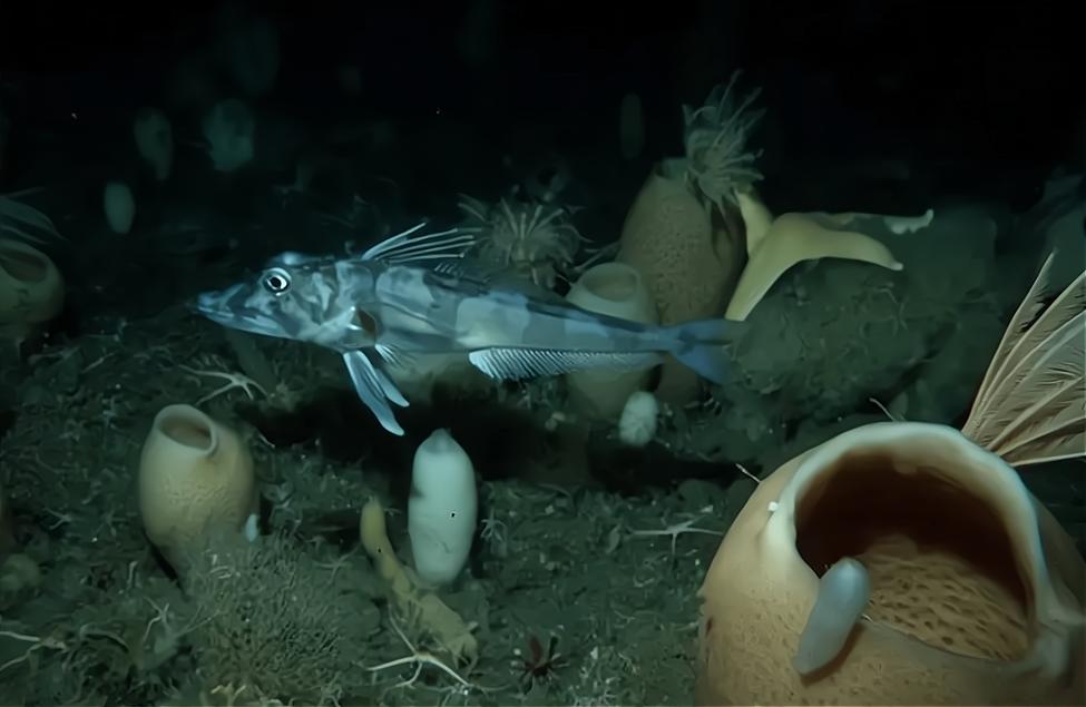 南极冰鱼为什么会苦,南极鱼能在冰天雪地中健康生长