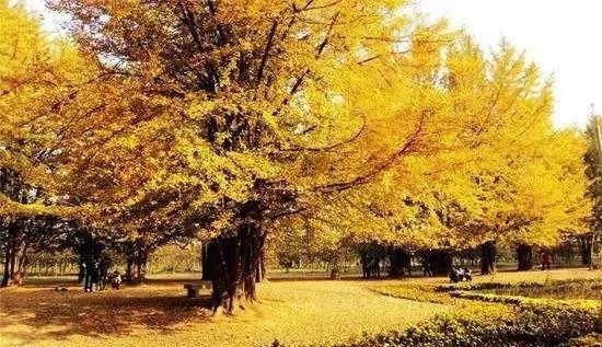 你对地道成都人最深刻的几个印象是什么呢