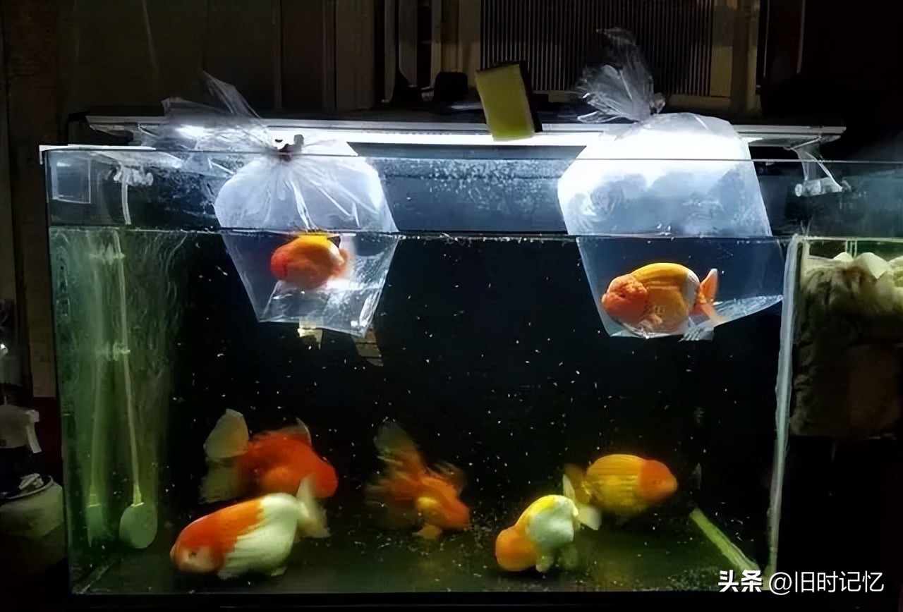 蝶尾金鱼怎么养,泰狮金鱼怎么养