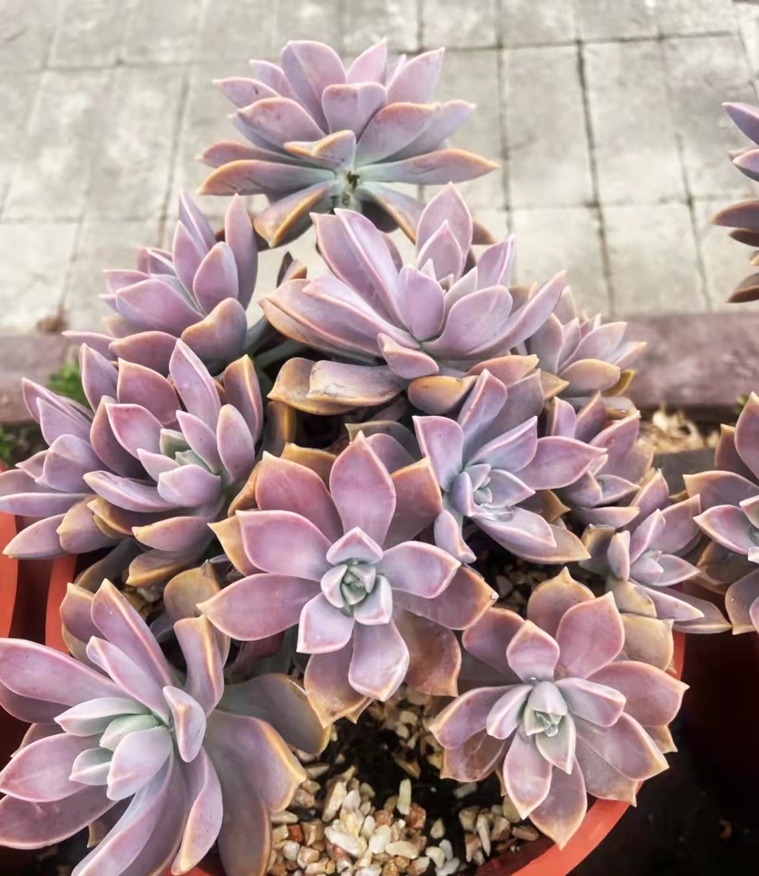 中国养宠物的小姐姐,西班牙养多肉