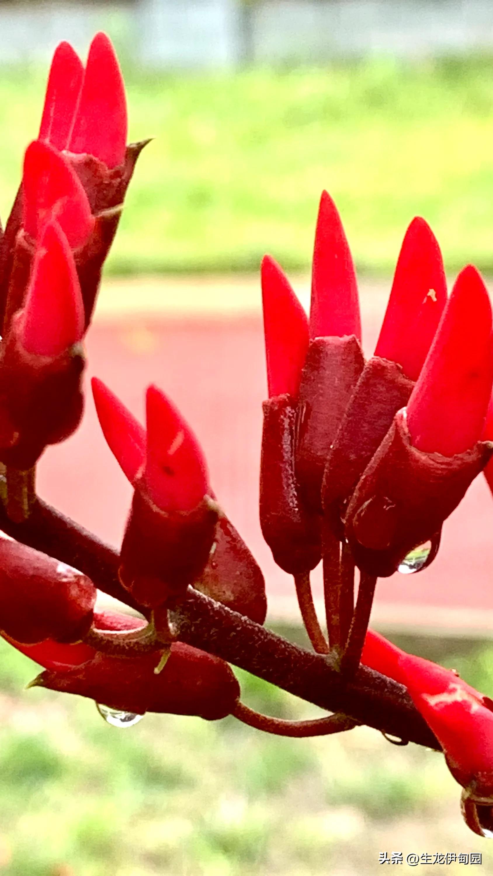 龙牙花作品,龙牙花