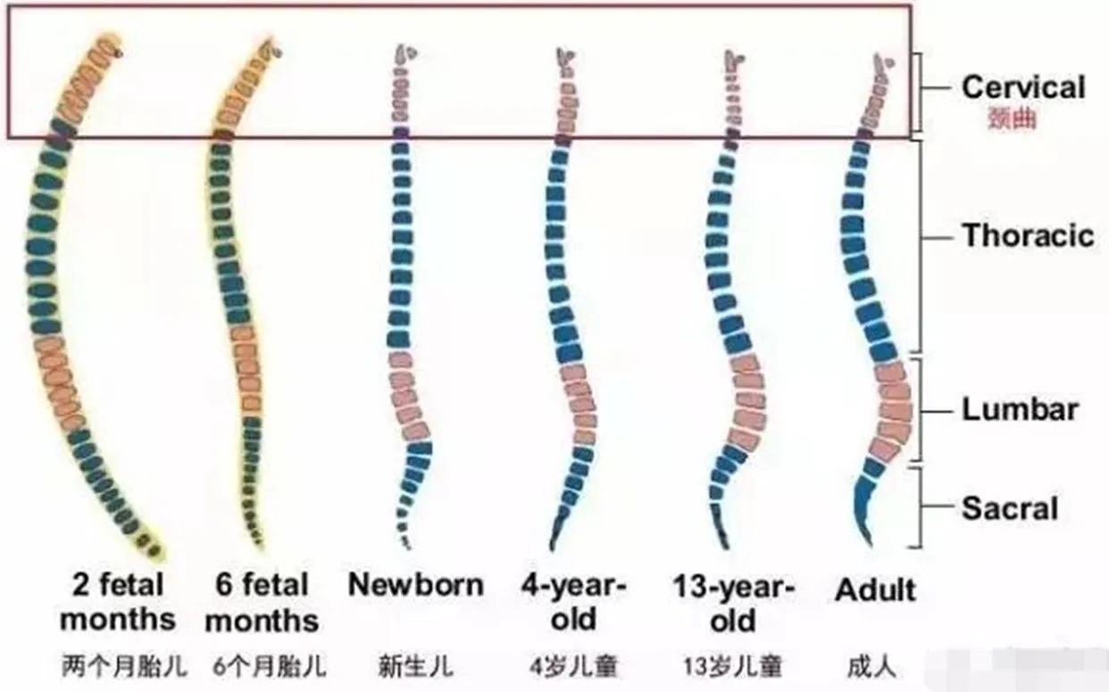 儿童应该睡枕头还是不睡枕头,从小睡枕头与从不睡枕头的娃