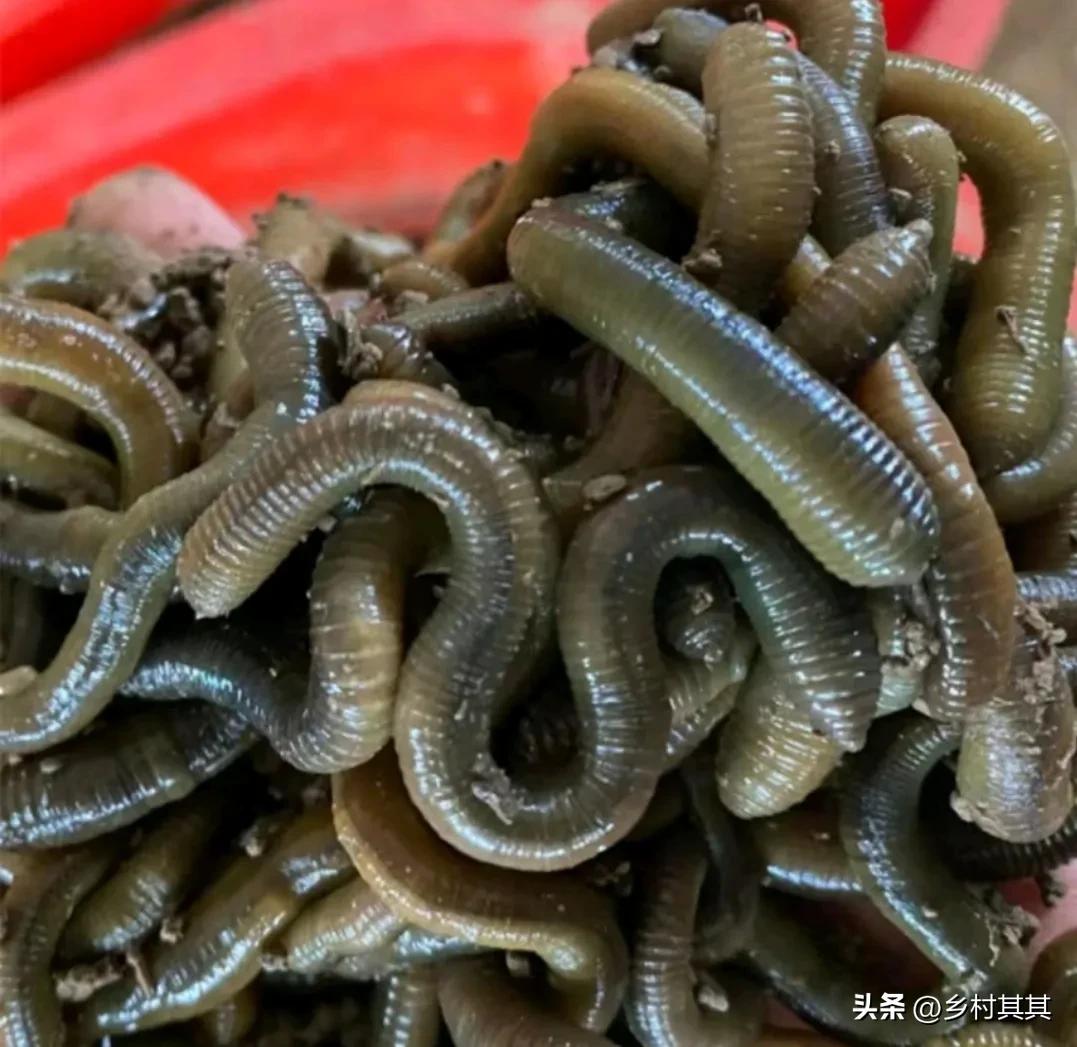 养殖食草动物致富,可大量养殖的小动物